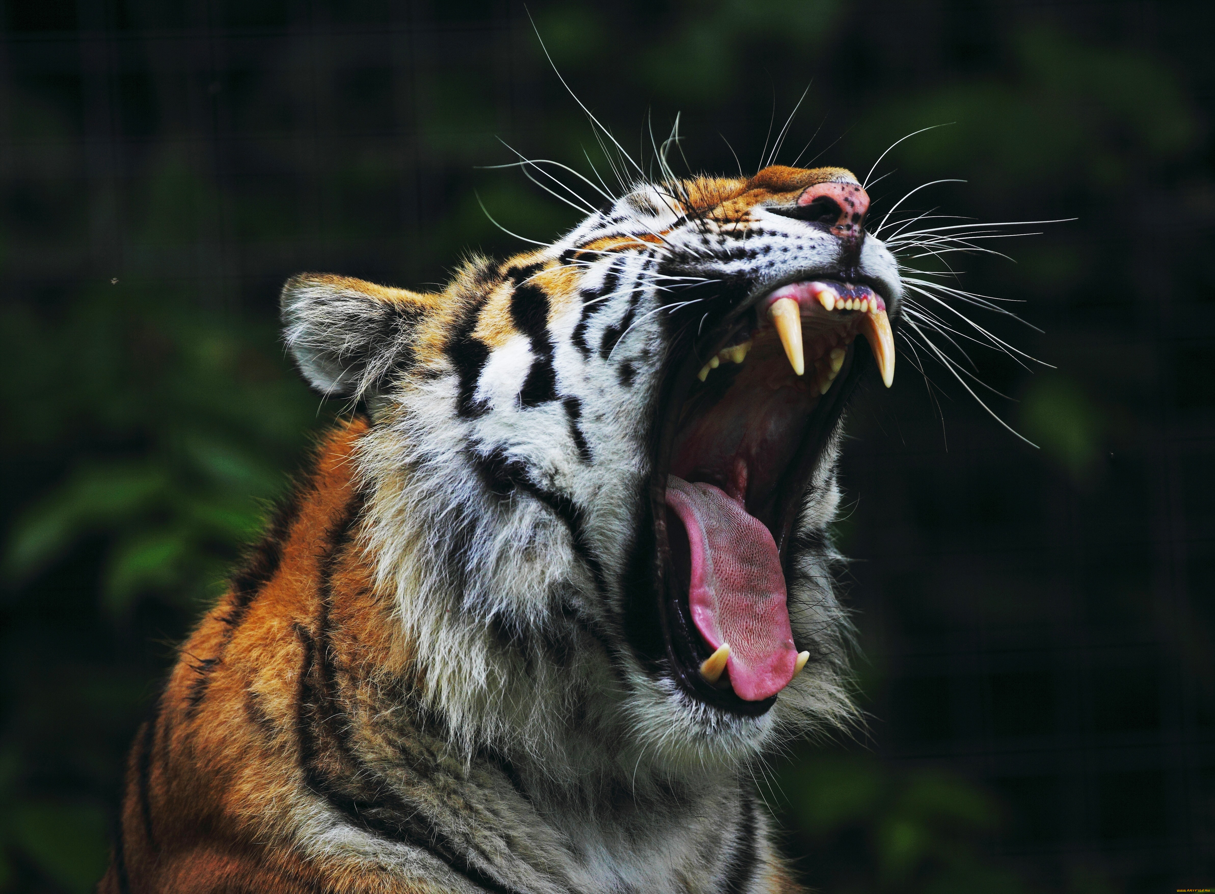Амурский тигр оскал. Тигр оскал анфас. Тайгер тигр рычит. Амурский тигр клыки. Рычащий тигр ревущий
